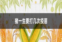 猪一生要打几次疫苗