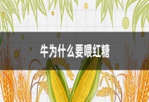 牛为什么要喂红糖