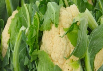 花椰菜是否可以生吃 有什么栽培条件