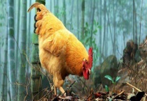 鸡传染性喉气管炎防治方法 鸡传染性喉气管炎发病过程