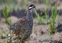 中华鹧鸪孵化技术 从以下几方面介绍