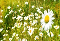 雏菊为什么不能送人