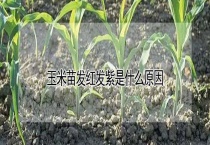 玉米苗发红发紫是什么原因？