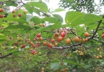 樱花树结的果子叫什么？