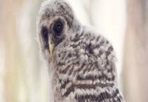 猫头鹰能当宠物养吗？猫头鹰吃什么食物