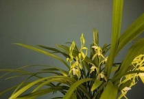 秋芝属于什么兰