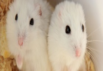 小仓鼠是如何过冬的 仓鼠的种群现状如何