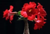 沙漠玫瑰软了还能活吗？