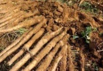 印度根菜中国能种吗？