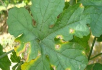 炭疽病与褐斑病的区别？