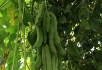 狗古豆是什么植物