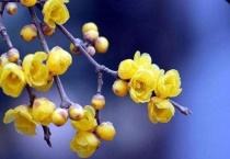 蜡梅与腊梅的区别？