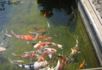 鱼侧翻快死能救活吗？