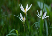 葱莲和韭莲的区别？