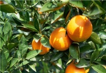 果树缺锌的如何防治