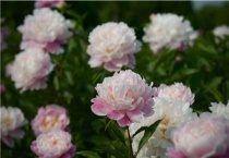 芍药的花期是多久？