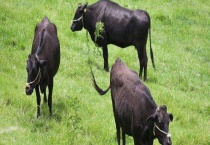 牛几个胃 每个胃的功能一样吗？