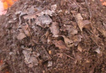 腐殖土可以直接种花吗？