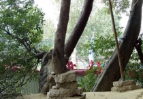 狗脊骨树能繁殖吗？