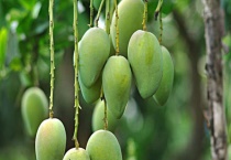 芒果催芽多久？