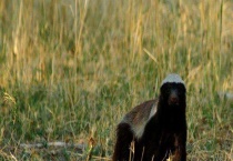 蜜獾天敌是什么动物？附常见蜜獾种类