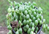 珍珠吊兰多少钱一盆？附珍珠吊兰的繁殖多久？