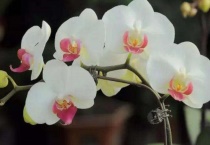 蝴蝶兰什么颜色名贵