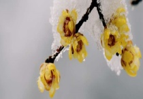 腊梅树价格 和普通梅花有何区别？