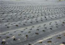 黑色地膜和白色地膜有什么区别？？