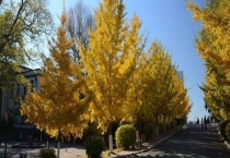 银杏树产地在哪些地方 附产地环境和常见变种