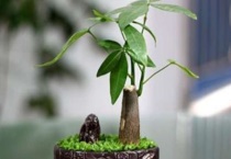 小盆发财树摆放位置在哪