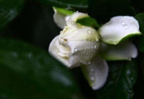 买回来的栀子花焉了怎么办？