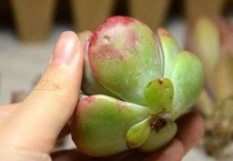 无根多肉怎么种