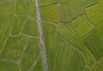 2021年粮食产量保持在多少斤以上