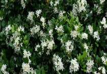 九里香和木香花区别？