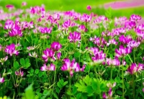 紫云英的薄纱是什么颜色的花