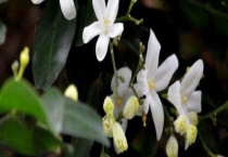 七里香花和海桐花区别？