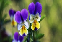 波兰的国花是不是三色堇 一斤三色堇种子的价格多少钱