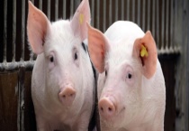 外三元猪和内三元猪的区别？ 三元猪有什么分类