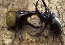 甲壳虫用哪些农药防治 甲壳虫有毒吗？