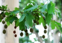 二球悬铃木是梧桐树吗？