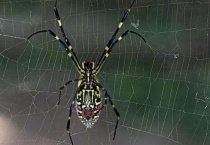 蜘蛛从哪里吐丝出来