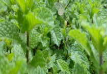 家里为什么不能种薄荷