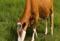 牛传染性鼻气管炎的诊断 附防治措施