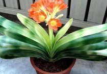 君子兰开花吗？