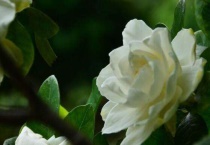 枝枝花黄叶子怎么回事