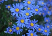 蓝色玛格丽特花怎么养