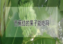 芭蕉结的果子能吃吗？