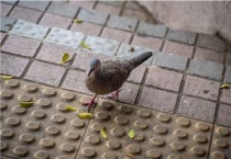 成年野生斑鸠能养活吗？