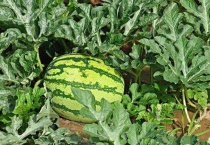 西瓜藤要不要打尖